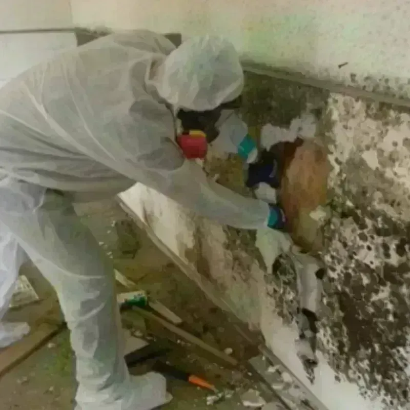 Mold Remediation and Removal in Bosque County, TX